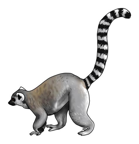 Ring Tailed Lemur For Map By Silvercrossfox On Deviantart