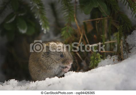 A Common Red Backed Vole Has Come To The Snow In Search Of Food The