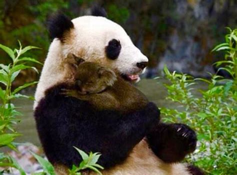 Hugs😊 Panda Hug Baby Panda Bears Panda Love Animals And Pets
