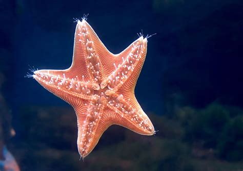 Sea Star Sea Star Animals Hd Wallpaper Peakpx