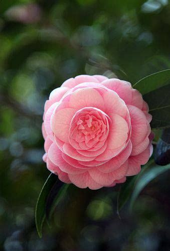 Pink Camellia Is This A Perfect Flower Or What