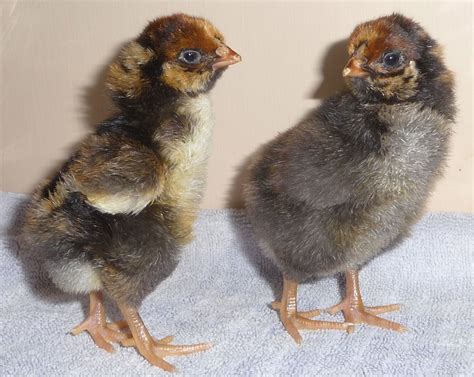 Newly hatched EE chicks + 2 week old Bantam buff brahma & LF Black ...