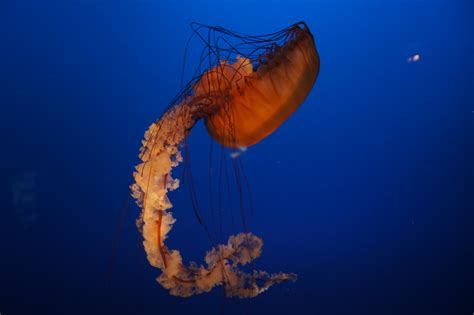 Jellyfish Vancouver Aquarium Vancouver Bc Canada Tjflex2 Flickr