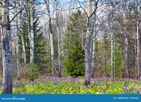 Spring Wild Flowers Carpet In The Forest Stock Photo Image Of