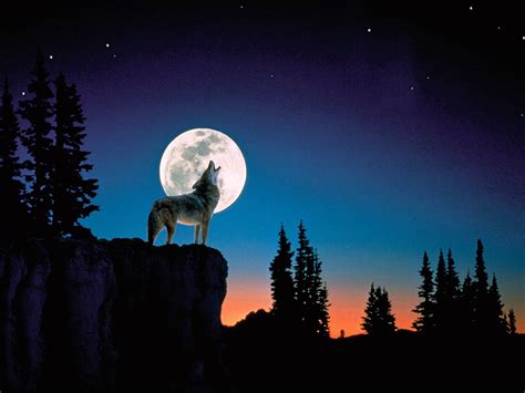 Category Nature Wallpaper Hd Page 17 Of 20 Wolf