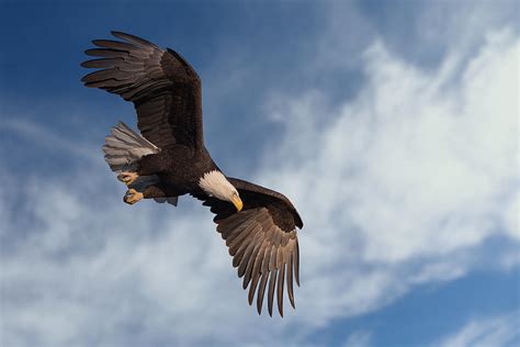 Bald Eagle Hunting Photograph By David Garcia Costas