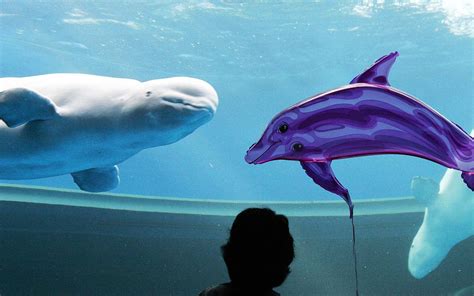 a beluga whale learned to speak dolphin to make friends travel leisure
