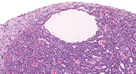 Figures Pathology Of The Mouse Pituitary Gland Toxicologic Pathology
