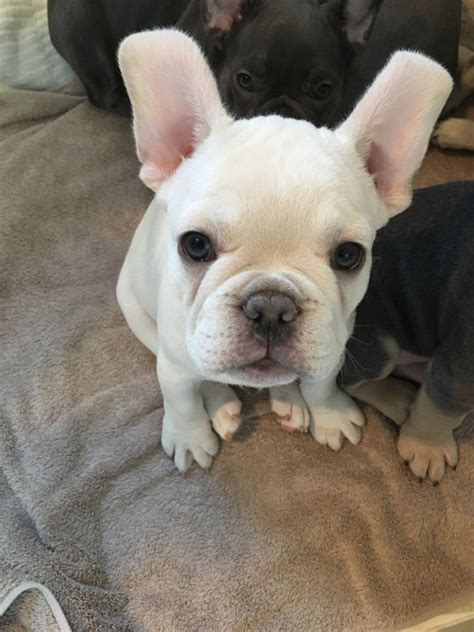 Puppies are the cutest creatures on the face of the earth, and french bulldog puppies are exceptionally cute! lovely ADORABLE PLAYFUL French Bulldog PUPPIES | London, South East London | Pets4Homes