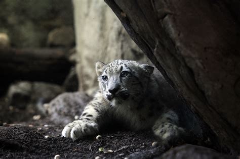 Almost 5 Months Old Bronx Native Makes Zoo Debut The New York Times