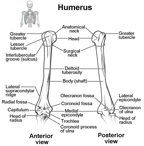 Humerus Diagram Visual Diagram