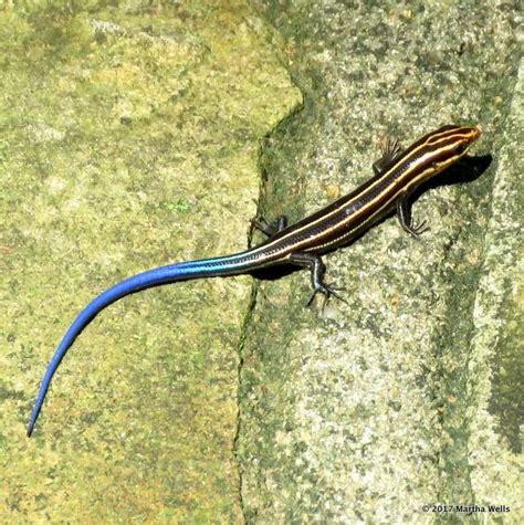 Photo A Day Blue Tailed Skink