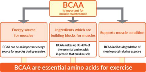 Research suggests that bcaas can improve muscle mass and there are 20 amino acids, of which nine are essential. The function of BCAAs (Branched Chain Amino Acids) during ...