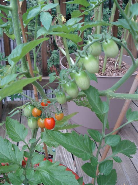 Bumble Lush Garden Tomato Plant Progress