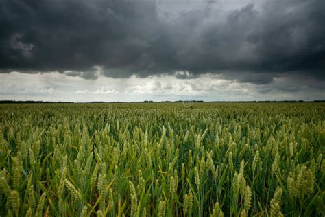 Threatening Rain Clouds Over Wheat Landscape Stock Image Image Of