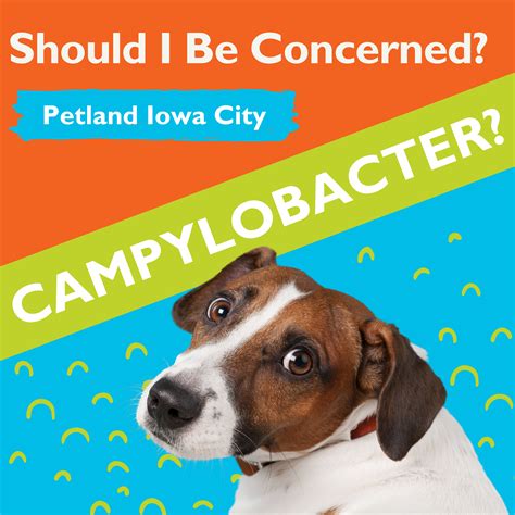 Does My Dog Have Campylobacter And Do I Need To Be Concerned About It
