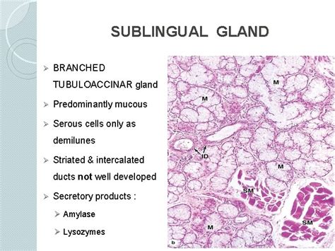 Histology Of Salivary Glands Dr Sobia Ibrahim Assistant