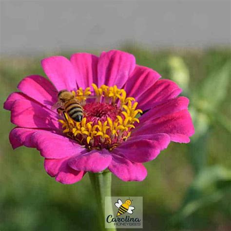 Wondering what type of flowers bees like? Finding the Best Flowers for Bees