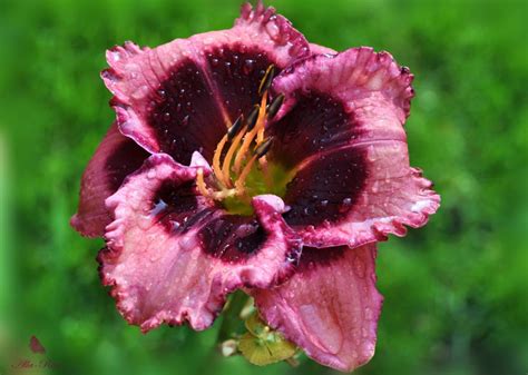 Daylilies Macbeth By Alla Rose On Youpic