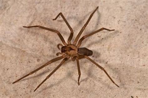 Do Black House Spiders Eat Other Spiders The 7 Most Common Types Of