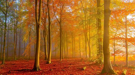 Trees With Colorful Leaves In Forest During Sunrise 4k 5k Hd Nature