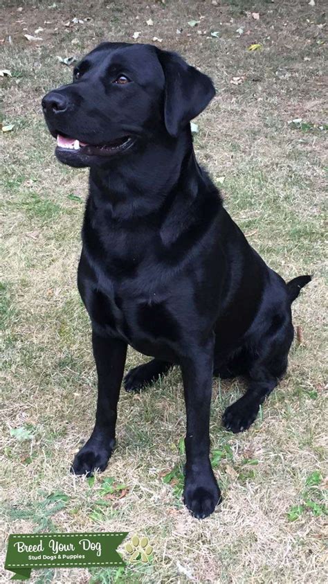 Stud Dog Handsome Purebred Athletic Black Labrador Stud Breed Your Dog