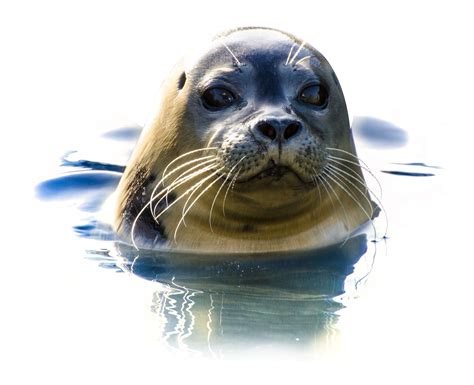 Seal Animal Png Png Image Collection