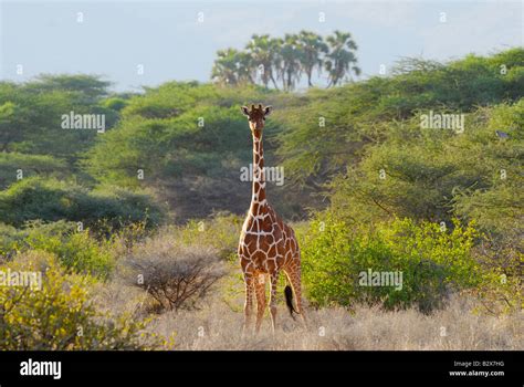 Somali Giraffe Reticulated Giraffe Giraffa Camelopardalis Reticulata
