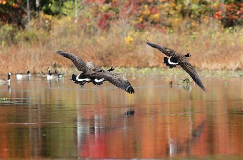 Autumn Flight Canada Geese Photograph By Linda Crockett Fine Art