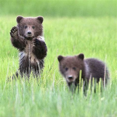 Grizzly Bear Cub Bear Cubs Tiger Cubs Bear Pictures Cute Animal