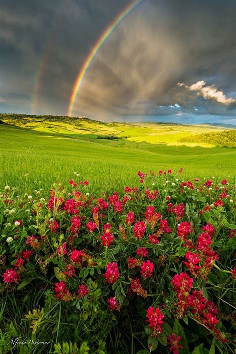 A Rainbow In The Sky Over A Green Field With Red Flowers And Pink Daisies