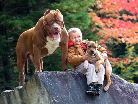 Introducing a new puppy, especially to toddlers, should be done with care to avoid injury to either your children or the puppy. Dog trainers raise kids with the worlds biggest dangerous dogs - Caters News Agency
