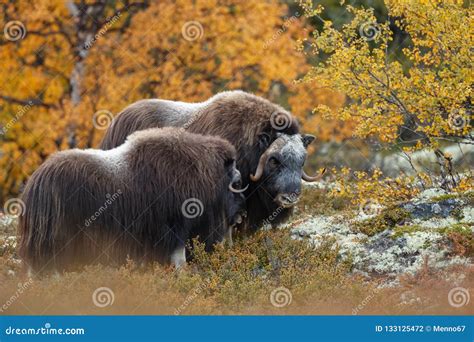 Musk Ox In A Fall Colored Setting At Dovrefjell Norway Stock Photo