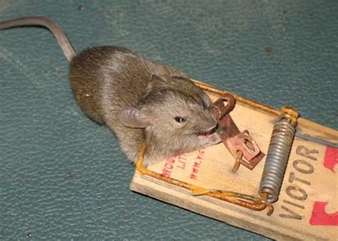 Why Rats Are Hard To Trap And How To Catch Them Anyway
