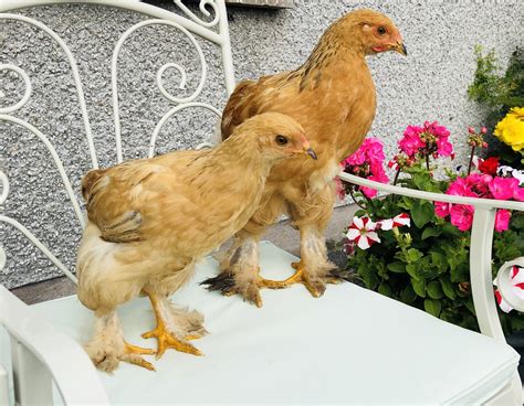Blue Buff Columbian Brahma Pair Backyard Chickens Learn How To