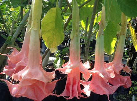 Brugmansia Pink Perfection Perfektion Angels Trumpet Live Tropical