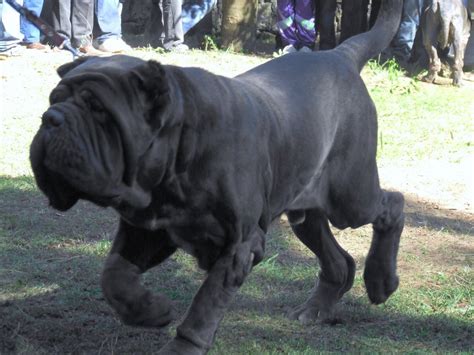 Top 10 Biggest Dog Breeds In The World