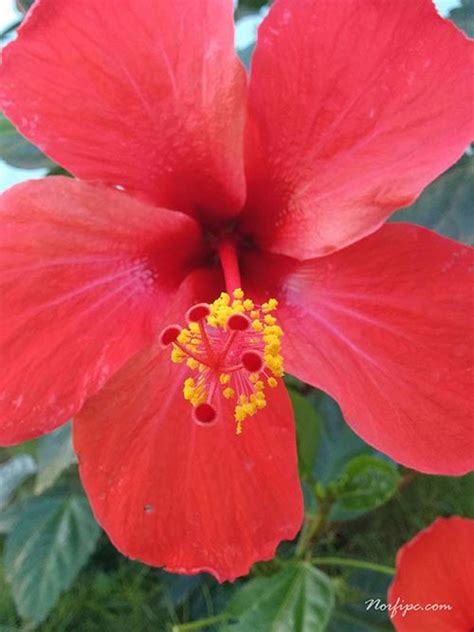 In bahasa malaysia, it translates to muzium. Fotos de las flores del Hibiscus Rosa-sinensis o Mar Pacifico