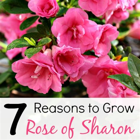 How To Grow Roses Rose Of Sharon Bush Pruning And Growing Tips