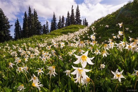 Avalanche Lily Meadow Olympic Peninsula Washington Mountain