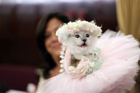 This Years Algonquin Hotel Cat Fashion Show Has A