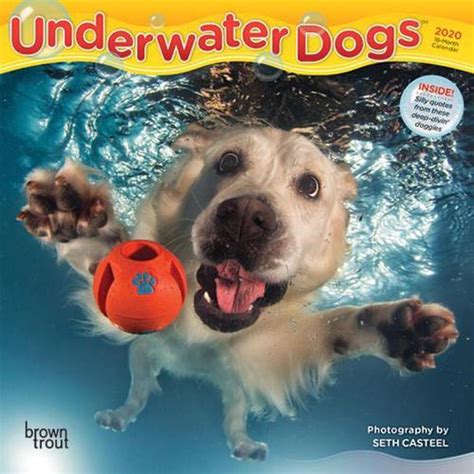 Underwater Dogs 2020 Mini Wall Calendar By Inc Browntrout Publishers
