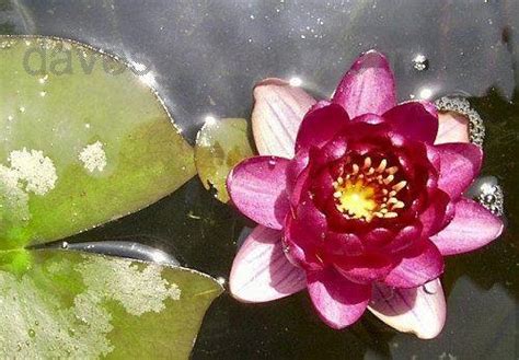 Plantfiles Pictures Hardy Water Lily Waterlily Perrys Baby Red