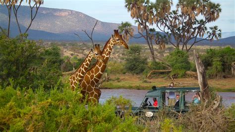 8 Days Samburu Nakuru Masai Mara Safari Tour African Safari Holidays