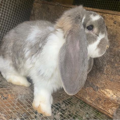 French Lop Rabbits For Sale Sonora Ca 309613 Petzlover