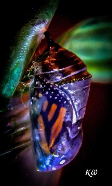 Butterfly Birtha New Monarch Emerges From Its Chrysalis Monarch