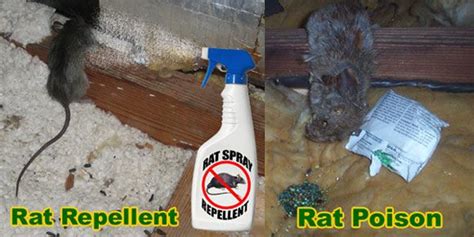 Rat Removal From House Attic Ceiling Wall Building Rodent Control