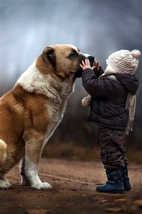 45 Cute Pictures Of Babies And Dogs