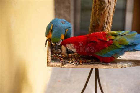 Parrots Scarlet Macaw Couple Blue And Red Macaws Stock Image Image