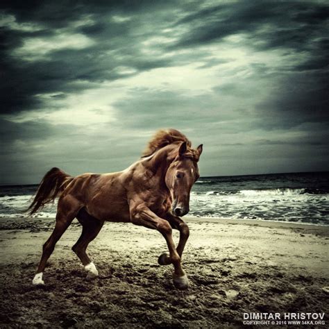 Brown Horse Galloping On The Coastline Running Horses